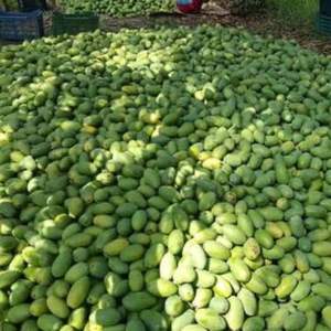 Mangues fraîches de qualité supérieure, mangues vertes de haute qualité du Vietnam, meilleur prix pour l'exportation en vrac - Product Image 6