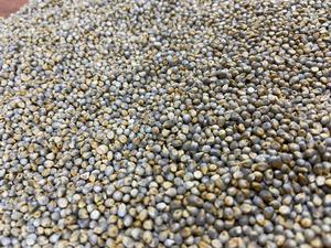 Millet vert Bajra meilleure qualité d'alimentation animale disponible pour l'exportation - Product Image 4