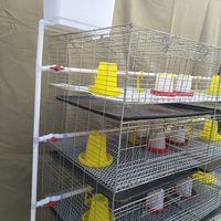 Cages automatiques de couveuse de poussins de type H avec une capacité de 2000 oiseaux pour ferme avicole en Afrique du Sud