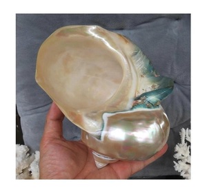 Carcasa decorativa natural de concha marina Turbo respetuosa con el medio ambiente para casas inspiradas en el océano y tiendas de regalos costeras - Product Image 1