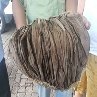 Omasum Sapi Utuh Beku dan Asin dalam Jumlah Besar