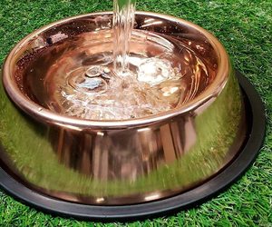 Bol Foodie chiots en acier inoxydable pour chiens, chats et tout animal de compagnie-700ml, moyen - Product Image 6