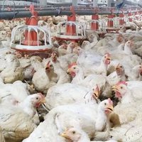 Système d'élevage au sol entièrement automatique à haute efficacité pour poulets de chair, équipement complet d'élevage avicole