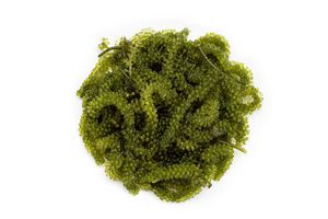 ALGUES SALÉES PRÊTES POUR LES CLIENTS DÉTAILLANTS ET VENDEURS EN GROS AU MEILLEUR PRIX ET DE HAUTE QUALITÉ - Product Image 3