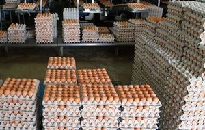 Œufs bruns décortiqués frais de ferme indiens de haute qualité, marque mondiale Radiance, certifiés Halal ISO9001/HACCP, riches en nutriments, à vendre - Product Image 6