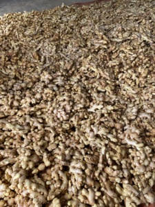 Proveedor de Vietnam, jengibre fresco, nueva cosecha 2024 con alta calidad y mejor precio para venta al por mayor - Product Image 5