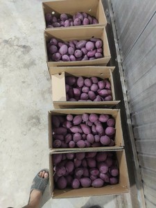 Meilleure sélection de patates douces violettes réfrigérées du Vietnam Achat en vrac riche en nutriments pour une alimentation saine - Product Image 5