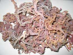 MOUSSE DE MER POURPRE SÉCHÉE-Prix raisonnable de haute qualité du Vietnam // Mme Beatrix - Product Image 6