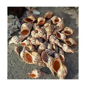 Coquilles de trompette Triton de grande taille, collection océanique, grande taille, coquilles de mer naturelles vides, provenant de la plage côtière du Vietnam - Product Image 1