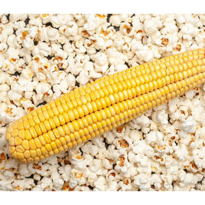 ข้าวโพดเหลืองปลอดจีเอ็มโอ ไม่เหนียว ขายส่ง คุณภาพพรีเมียม เมล็ดข้าวโพดแห้ง สำหรับสัตว์ปีก ปศุสัตว์ อาหารสัตว์ แหล่งกำเนิดแคลิฟอร์เนีย ส่งออก - Product Image 5