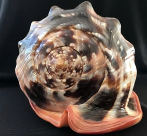 Material de Concha de Casco Rojo (Cypraecassis rufa) de Origen Vietnamita para Decoración Náutica, Creación de Adornos y Exhibición Elegante - Product Image 6