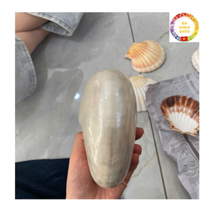 Concha Nautilus con cámara, concha marina espiral Natural decorativa pulida para arte marino inspirado en el océano, decoración de lujo para el hogar - Product Image 5