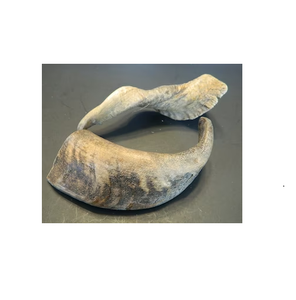 Corne de chèvre (entière) pour chien à mâcher et friandises Vendeur Prix de gros pour une taille personnalisée prix bon marché et au meilleur prix - Product Image 3