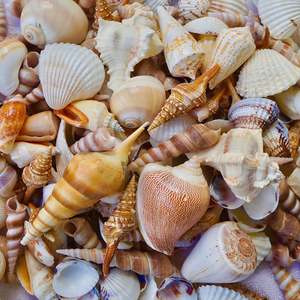 Batillaria zonalis เปลือกหอย/มหาสมุทรเก็บเกี่ยว/สำหรับงานฝีมือตกแต่งหรือเครื่องประดับ - Product Image 5