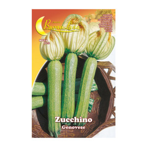 Semi Orto Zucchino Genovese - Product Image 1