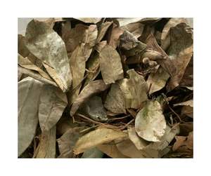 Hojas de Guanábana secas de estilo orgánico: forma de hoja retenida y Hojas de Guanábana secas con aroma tropical ligero para compradores - Product Image 2