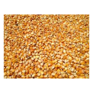 MAÍZ AMARILLO PARA ALIMENTACIÓN DE AVES DE CORRAL Material DE ALTO fabricante al por mayor con tarifa barata - Product Image 2