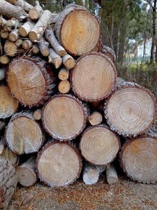 Grumes de bois de teck de haute qualité Grumes de bois de teck Bois dur et bois de santal - Product Image 6