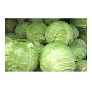 ผักกาดขาวเขียวผักออร์แกนิก - Product Image 3