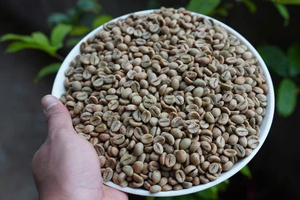 Hancoffee Việt Nhà cung cấp của New Coming cây trồng màu xanh lá cây hạt cà phê giá tốt nhất Arabica lớp 123 Kích thước 14-18 chưa rang đậu - Product Image 2