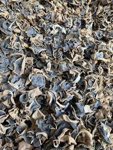 Seta de oreja de madera seca de alta calidad | Hongo negro orgánico de Vietnam - Product Image 6