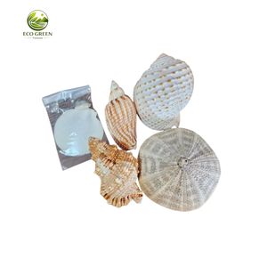 Coquille de thon tachetée naturelle, écologique, polie à la main, décoration d'intérieur, souvenirs de plage, pour collectionneurs, OEM - Product Image 3