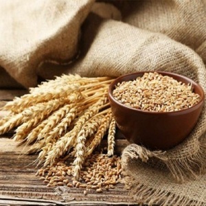 Grains d'orge séchés en vrac, biologiques, non-OGM, graines naturelles pour la cuisson et le traitement, récolte fraîche de ferme de haute qualité - Product Image 5