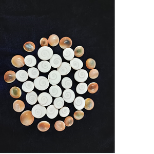 Miniconchas marinas naturales ideales para ser usadas por diseñadores de joyas y proyectos artesanales, adecuadas para ser revendidas por Sea Shell Stores - Product Image 1