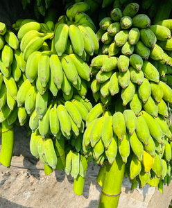 Plátano Cavendish fresco al por mayor tamaño largo embalado en caja Vietnam alta calidad banano Cavendish precio directo de fábrica muestra gratis - Product Image 3