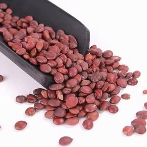 เมล็ดพุทราป่าแท้เกรดสูง - Product Image 5