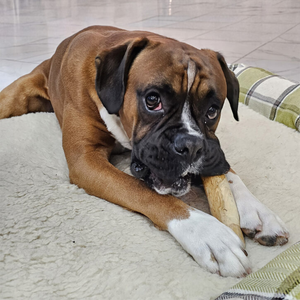 Juguete Ecológico para Masticar para Perros, Cuidado Dental Natural, Hecho de Madera y Plástico Seguro, Forma de Hueso de Árbol de Café, de VIETNAM - Product Image 6