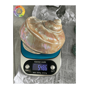 Coquilles de turquoise verte du Vietnam artisanat décor de Noël écologique recueilli et nettoyé pour l'approvisionnement en vrac et la vente au détail - Product Image 5