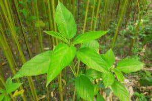 ใบปอกระเจาแช่แข็งสีเขียวธรรมชาติจากพืชอาหารเสริมเพื่อการสนับสนุนภูมิคุ้มกันและการรับประทานอาหารที่สะอาด - Product Image 3