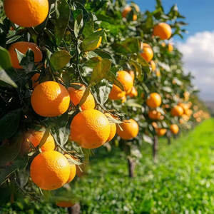 Naranjas frescas de grado de exportación a la venta Ombligo Valencia y mandarinas con rico sabor y dulzura natural - Product Image 6