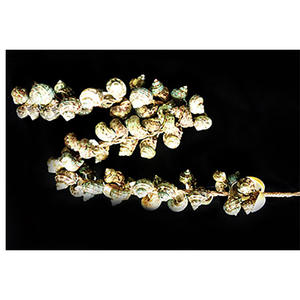 Décoration de coquillages Tessell Green 100cm, motif de bijoux en coquillages, décoration de maison durable, motif de bijoux en coquillages - Product Image 5