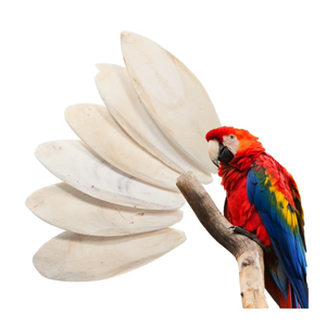 El mejor vendedor Cuttlebone blister de hueso de sepia seco disponible en Vietnam - Product Image 2