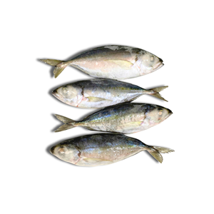 Poisson Scad obèse d'origine vietnamienne de haute qualité congelé rond entier IQF BQF fruits de mer 24 mois de durée de conservation emballé sous vide en vrac - Product Image 1