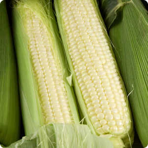 Granos de maíz blanco y amarillo de alta calidad, maíz sin OGM seco natural para exportación, suministro de maíz de grado alimenticio y alimenticio a granel - Product Image 4