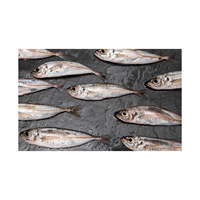 Approvisionnement en gros de maquereau atlantique entier, emballé sous vide, prix de gros abordable, poisson congelé nutritif de qualité supérieure, faible en sucre et faible en glucides