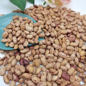 ถั่วแดงเข้มน้ำตาลถั่วฝักยาวสีน้ำตาล - Product Image 6