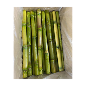 Caña de azúcar congelada de Vietnam pelada: caña tropical de calidad superior para jugo fresco, batidos y suministro de exportación - Product Image 2