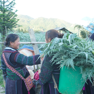 Suplemento de hierbas con sabor a salud Extracto seco de hoja de alcachofa Extracto de planta en polvo Soporte para la salud del hígado - Product Image 3
