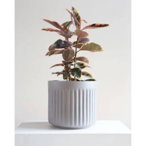 Mini jardinière en liège écologique pour arrangements succulents - Product Image 4