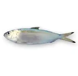 फ्रोजन मैकेरल हॉर्स मछली ऑनलाइन बिक्री के लिए उपलब्ध है