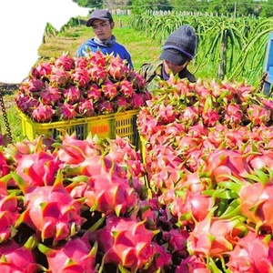 Fruta de dragón de carne blanca fresca, estilo Pitaya dulce, origen Natural, tipo carne, variedad de frutas de grado-WhatsApp 0084, 989, 322, 607 - Product Image 1