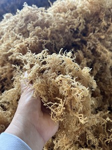 Musgo Irlandés Seco y Sazonado a Granel, Variedad Nori para la Industria Alimentaria, Envasado al Vacío, OEM, Venta al Por Mayor - Product Image 5