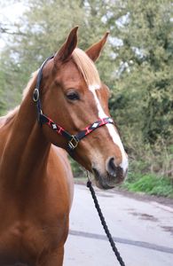 Caballo Cuero Headcollar Halter Negro Marrón Trenzado Equino Cob Completo - Product Image 2