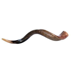 Kosher Shofar Natural Ram Horn Sheep Pulido Estilo náutico para la decoración del hogar y fines religiosos para soplar - Product Image 4