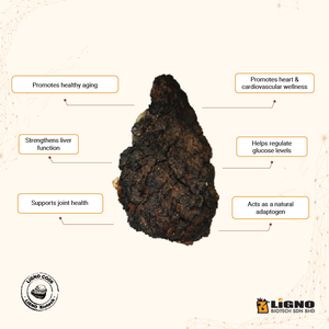 Malaysia LiGNO CG06 Chaga Extract Functional <b>Health</b> <b>Supplement</b> Energy Immunity OEM ODM Ready Natural Nutraceutical Powder - Product Image 5