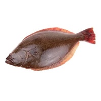 Halibut frais congelé de qualité supérieure, fruits de mer, fournisseur américain, vente en gros en ligne